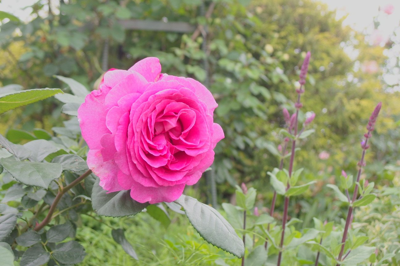 実野里フェイバリットガーデン Twitter Search Twitter