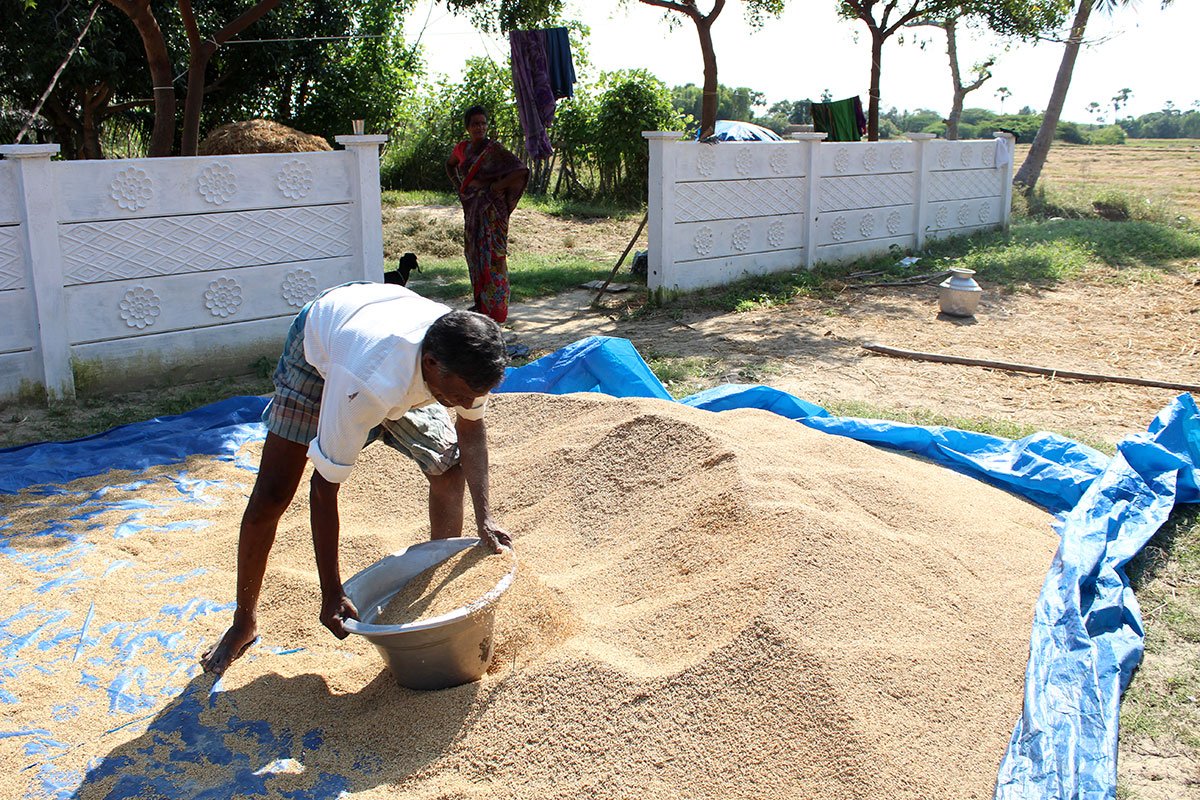 AJEnglish's tweet photo. Farmers in India's Tamil Nadu have survived severe drought by adopting traditional farming methods https://t.co/lmQzKIemKO https://t.co/Nsbzeg5eEH
