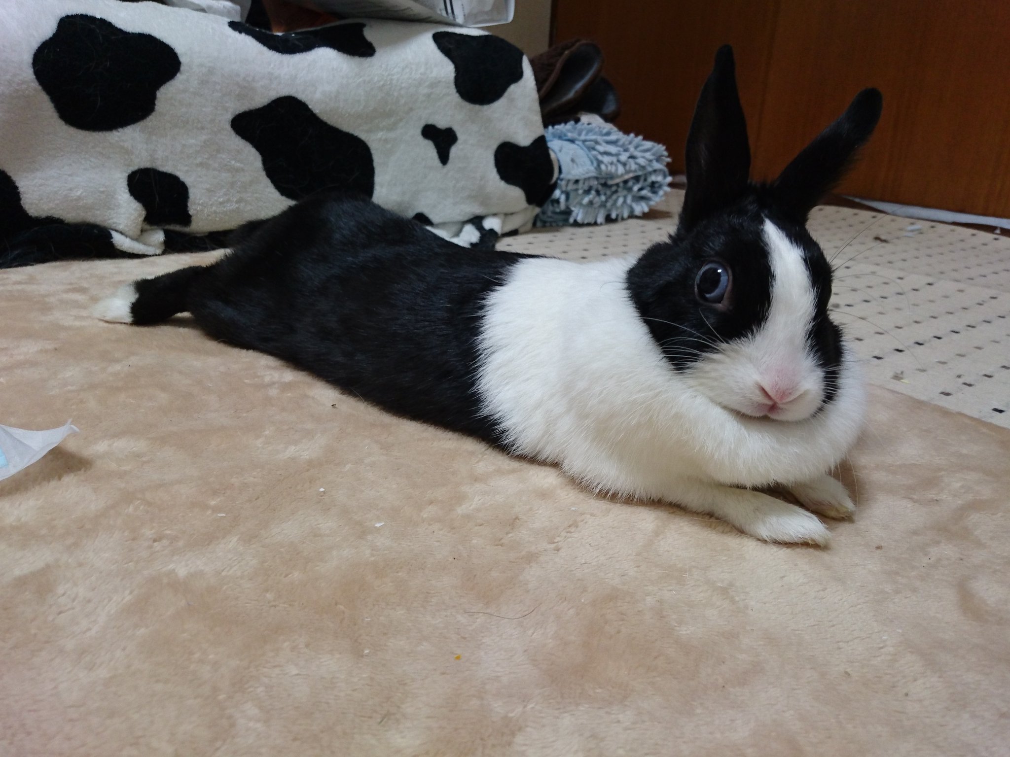 パンダ柄のお顔 ミニウサギ R4 4／20撮影