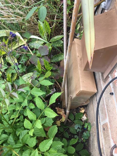 Purple Scrunch tweet media