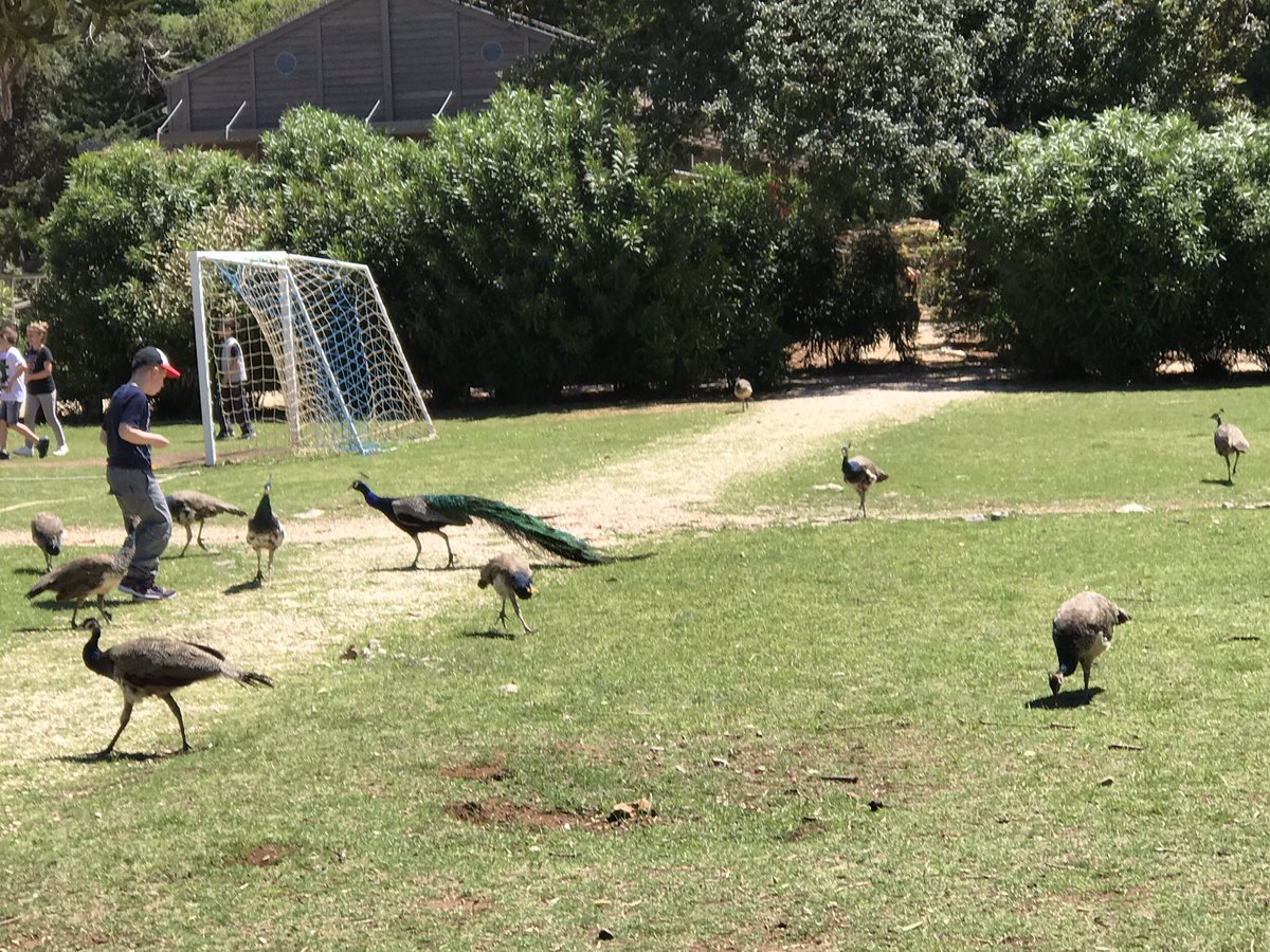 #lokrum #island #Croatia wild peacocks and fun in the sun ☀️