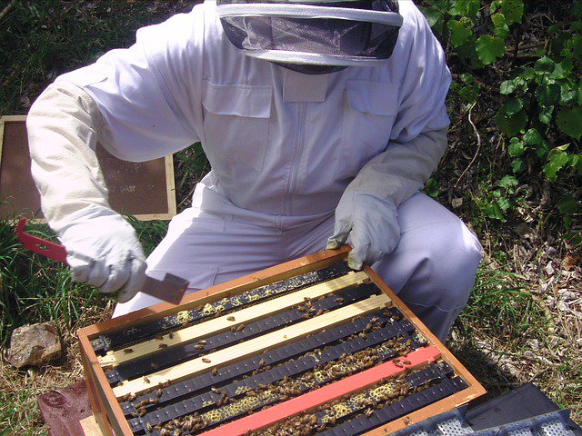 thebeekeeperman's tweet image. Beekeeping is essential for this world, lets hope everyone knows that... #startbeekeeping