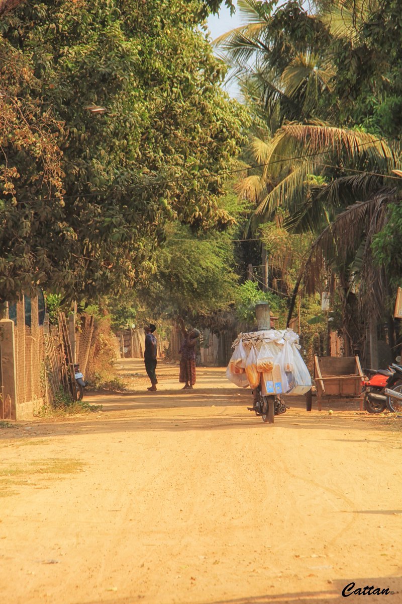 Cattan2011's tweet photo. Local villagers plucked mango from the trees and sell it - Cambodia #Cambodia #TravelTheWorld #landscapephotography #NaturePhotography https://t.co/RlwSa8xA24