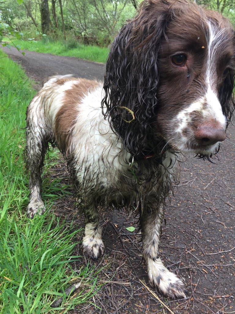 Fasternie71's tweet photo. @SpringerGuide Or liver and white with a hint of dirt!! #loveaspringer😍 https://t.co/NwhTtMuxoH