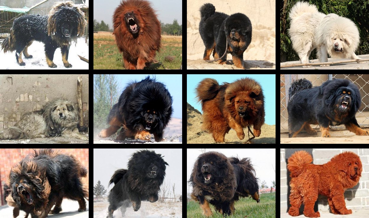 Pico 世界一カッコイイ犬 チベタンマスティフ T Co Exms8jifxf Twitter