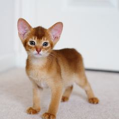 howling_barnes's tweet photo. His name is Luke!  Though this bringing back strays from missions better not become a habit for me https://t.co/DfHNOanlSn