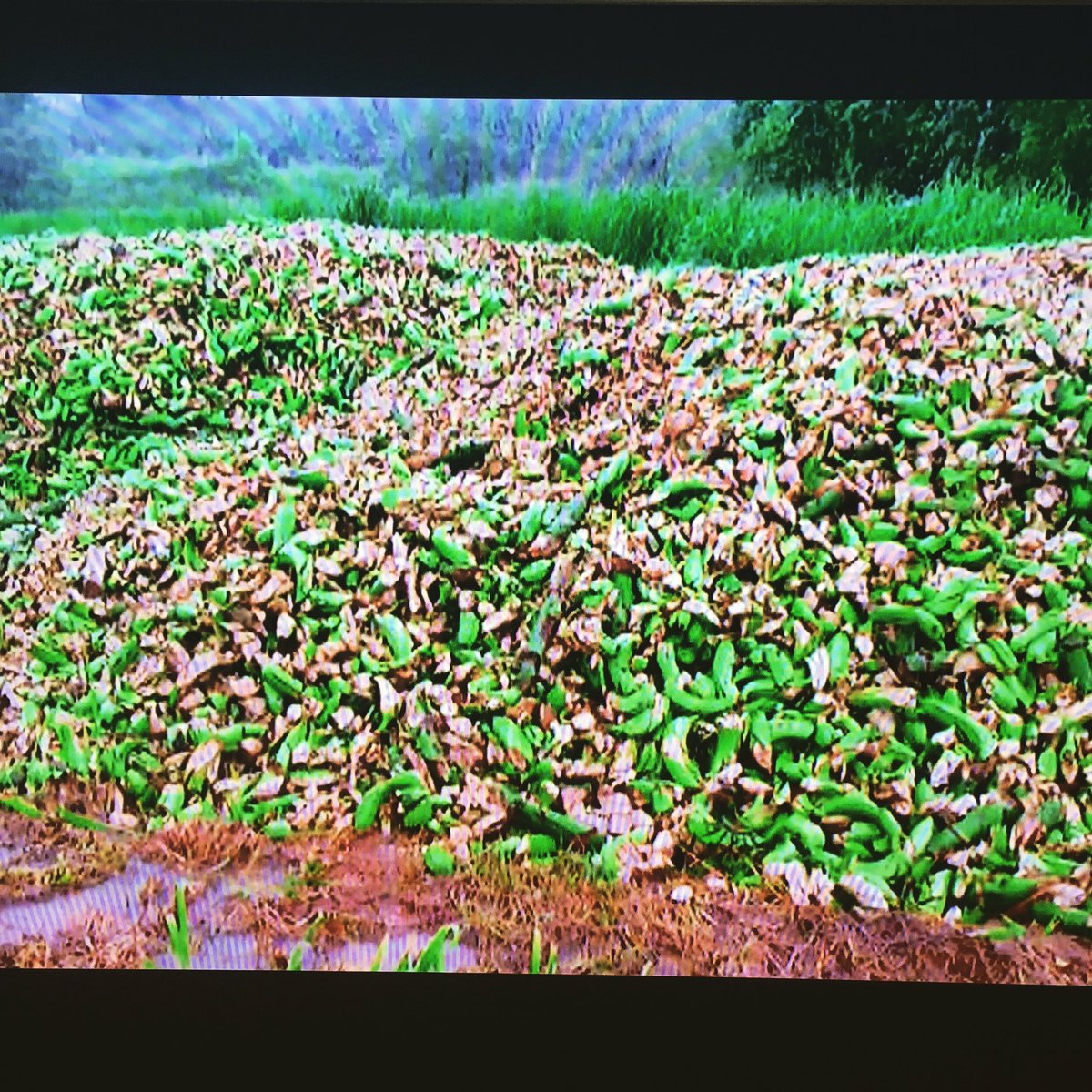 sustain_table's tweet photo. Just one day's worth of perfectly edible bananas turfed on farm b/c they didn't meet the supermarkets req. on size &amp; curve #waronwasteau https://t.co/NBSojhlcoA