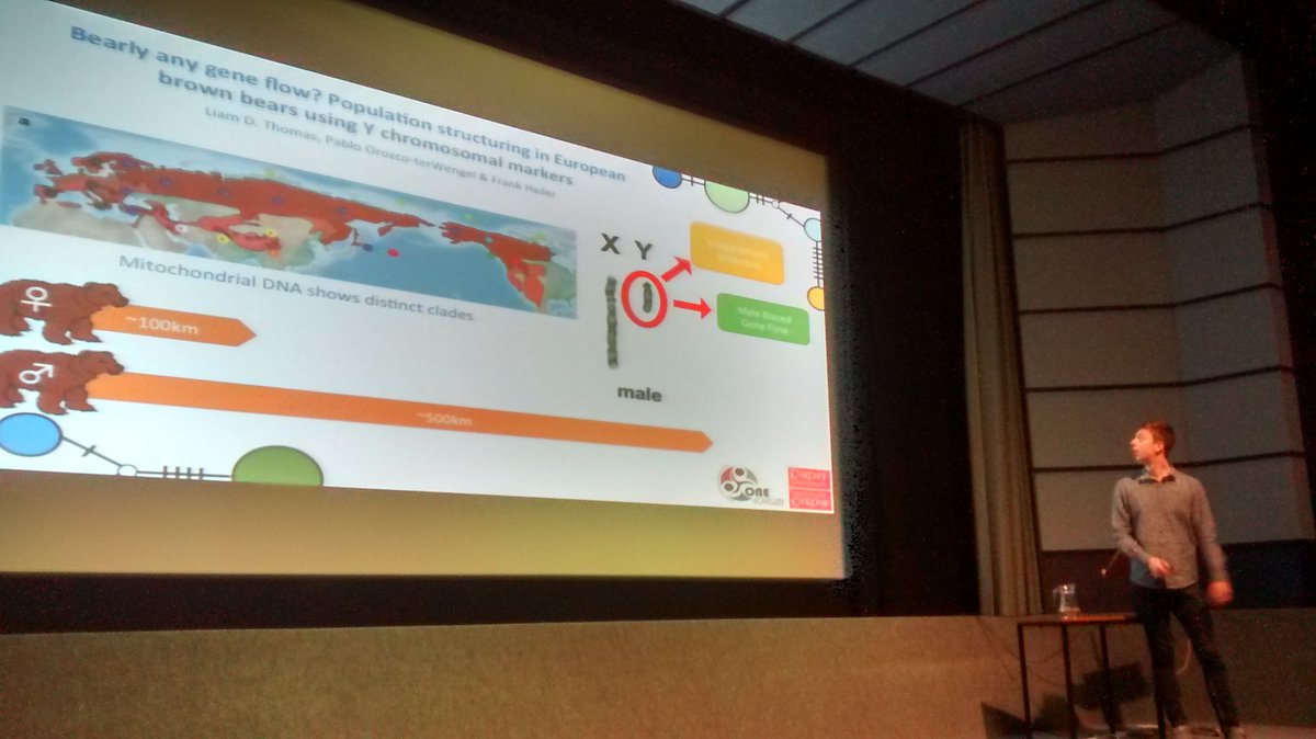 mafalda_b_costa's tweet image. Liam Thomas: no or reduced #geneflow between northern and southern Europe #brownbears #OnEAwayDay2017