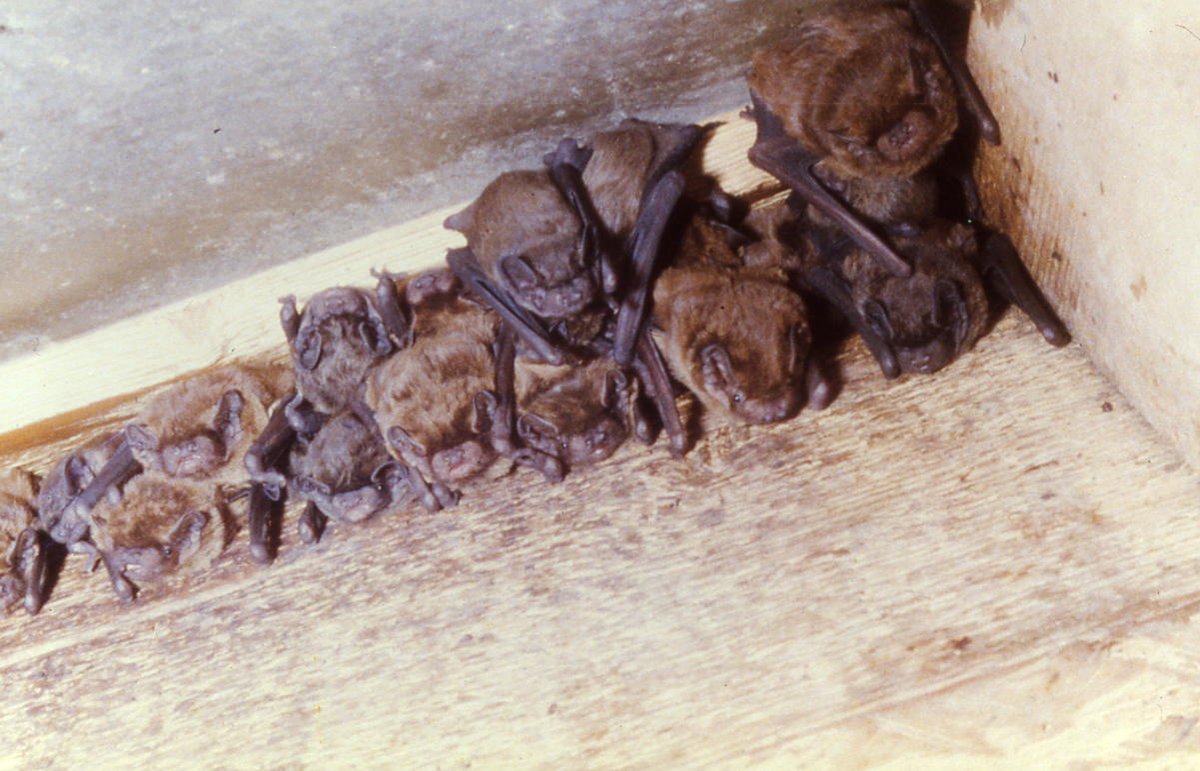 Join the National Park ecologists for an intro to #bat surveying in Simonsbath exmoor-nationalpark.gov.uk/get-involved/e… <a href="/BatConservation/">Save the Bats</a> <a href="/Mammal_Society/">Mammal Society</a>