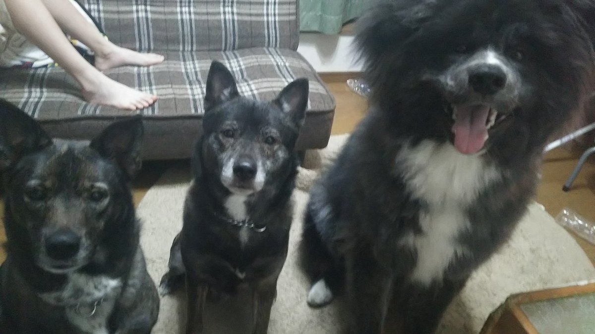 秋田犬仔犬8ヶ月虎毛長毛 秋田犬仔犬8ヶ月虎毛長毛