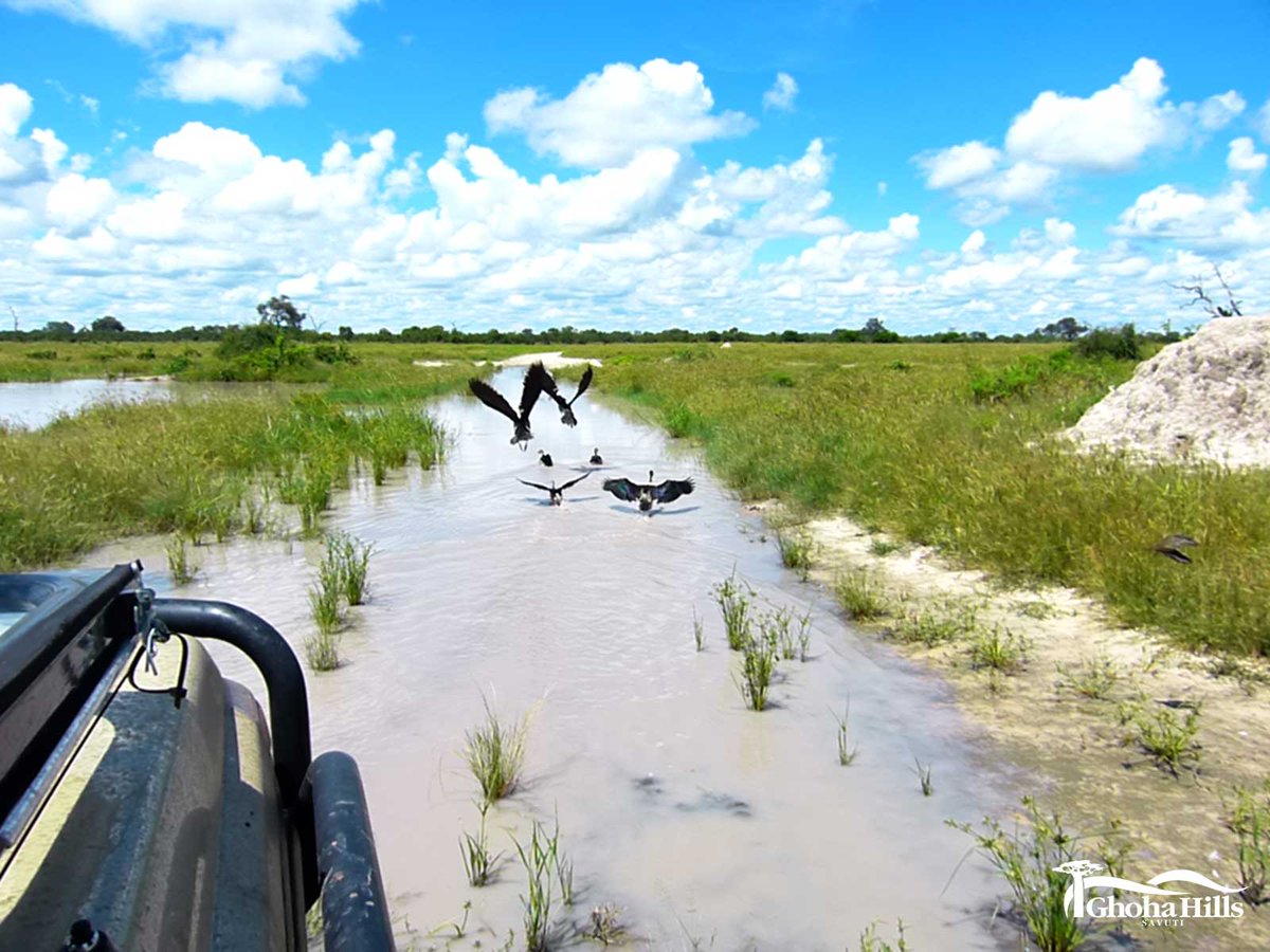 GhohaHills's tweet photo. Brightly coloured #butterflies, #baby kudus, and water-crossings on #safari - the smaller species living out their lives in the #Savuti! https://t.co/uKYFbwDVzR