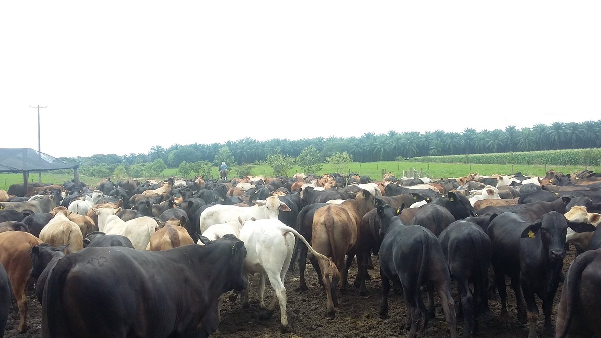 Ceba en Pastoreo rotacional intensivo y subproductos de palma. #Ganaderia #genetica #PRV #racionpalma