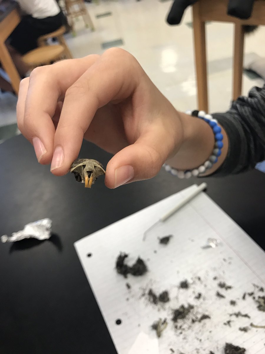 ScienceInSixth_'s tweet photo. It's a bird... it's a plane... no it's a rodent skull! Today we're dissecting owl pellets! #supercoolscience @KCS_Robinson https://t.co/qVTFlFyiD3