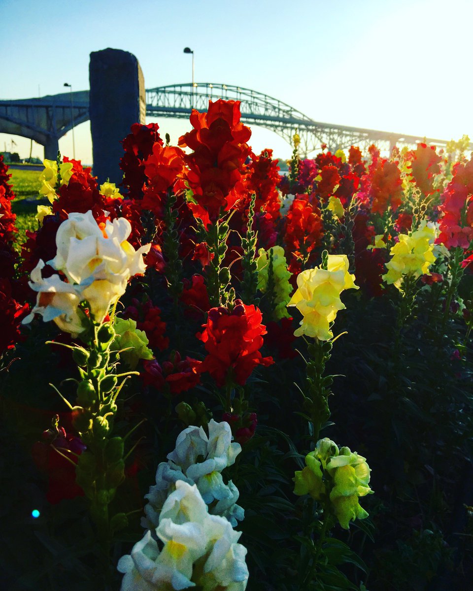 SharePortHuron's tweet photo. #shareporthuron #bluewaterbridge #bloomed https://t.co/VERwlq3SSo