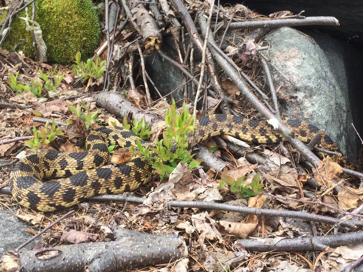 Tingo_89's tweet photo. Looks like someone else is peaking out of their hibernation site! #foxsnakes #fieldwork https://t.co/U38lZmxYMC