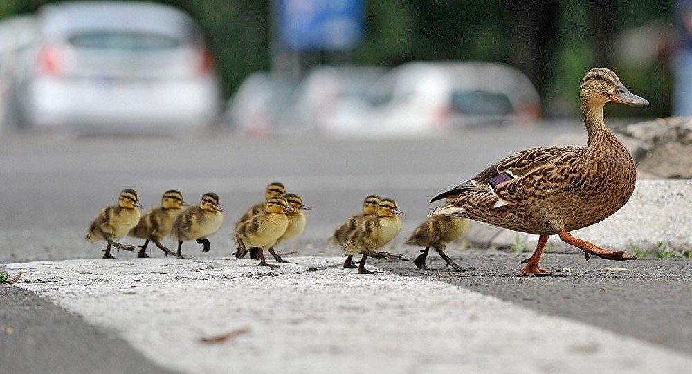 rs_sputnik's tweet photo. [FOTO]
>>> Kolaps: Poludele gluvare stopirale saobraćaj u Beogradu #foto #sputnik #ducks
https://t.co/Wot8HCNS7Y https://t.co/hENcEPvA0v