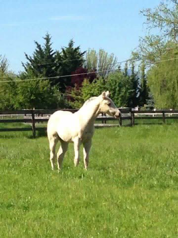 SmartAndShiney's tweet photo. Congrats to Debbie Walker on her beautiful 6 week old daughter of Smart And Shiney, Pearl! #foallove https://t.co/yjXU4Cbv4n