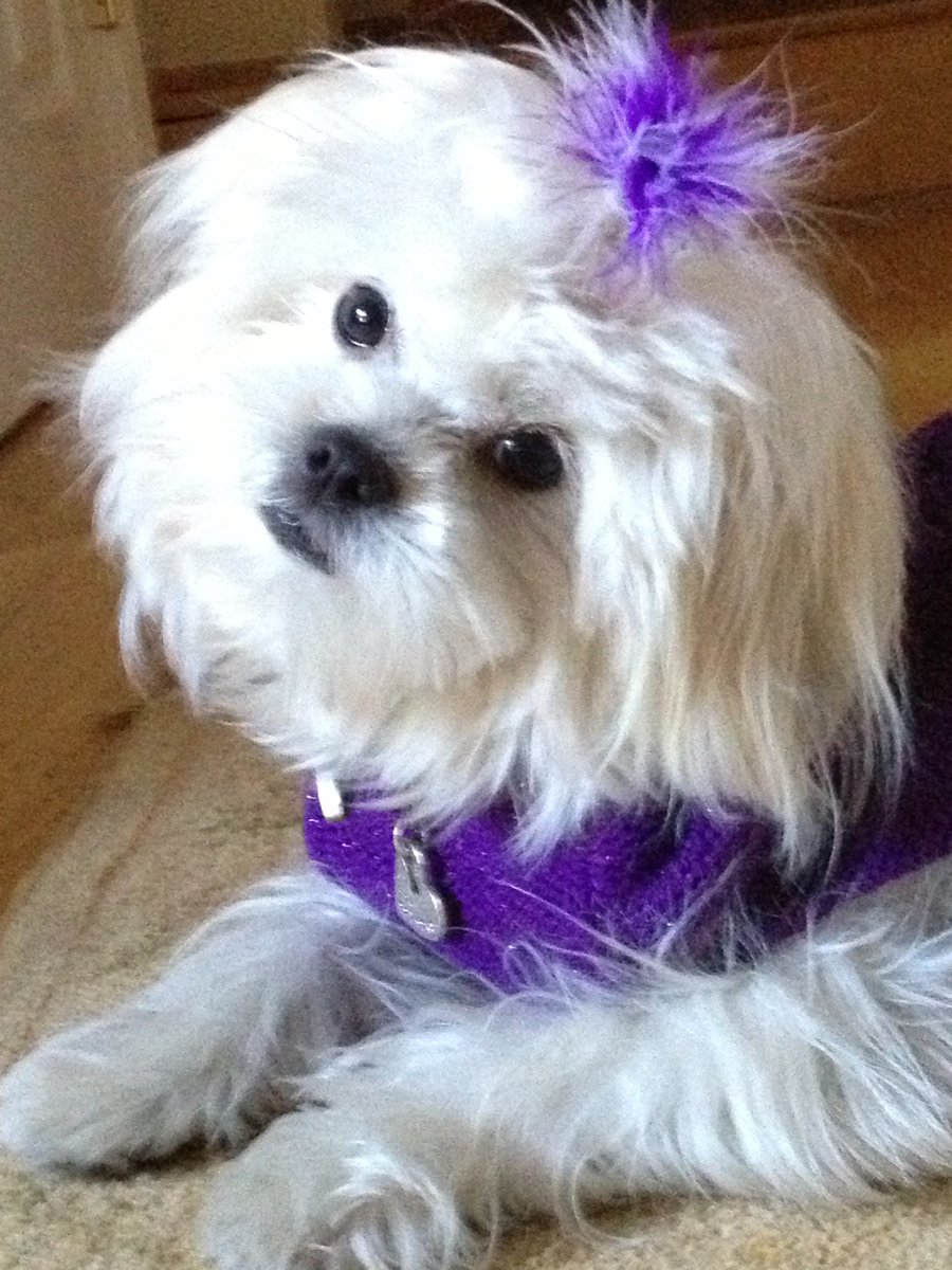 bbprinc's tweet image. Say hi to Zoey