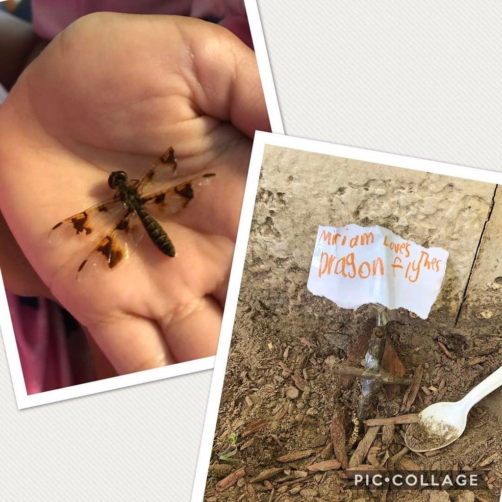 AndreaMom2Many's tweet photo. Our resident scientist has the sweetest, compassionate heart. She tried so hard to save this injured dragonfly. Sh… https://t.co/Y9ca20kBHp https://t.co/6HKM87Cwch