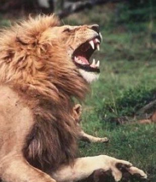 Inspired by @HamillHimself's recent RT... 🦁 (x.com/animalbabypix/…)