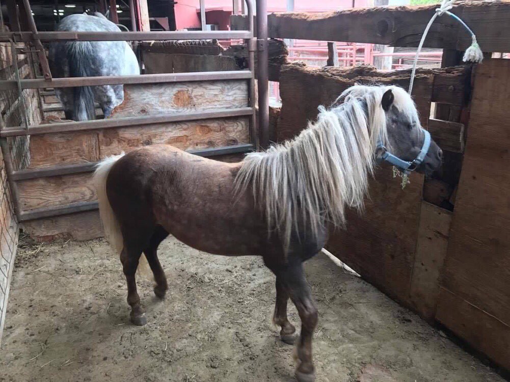 AlphaMare17's tweet photo. 4 @ auction 2day: grey TB mare, sorrel Arab mare, sexy mini/pony, &amp; mini donkey/mule. 

Help us get them safe! 
PP: rescue@hicaliber.org. https://t.co/UmxKk3BKiQ