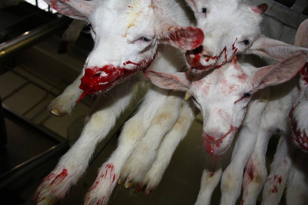 spin_swimscream's tweet photo. @NFUtweets *CAUTION GRAPHIC CONTENT* A reminder of the devastating impact on ewes &amp; their lambs when dogs are kept on a lead. https://t.co/TjcCLWoUKV