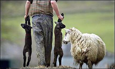 spin_swimscream's tweet photo. @NFUtweets *CAUTION GRAPHIC CONTENT* A reminder of the devastating impact on ewes &amp; their lambs when dogs are kept on a lead. https://t.co/TjcCLWoUKV