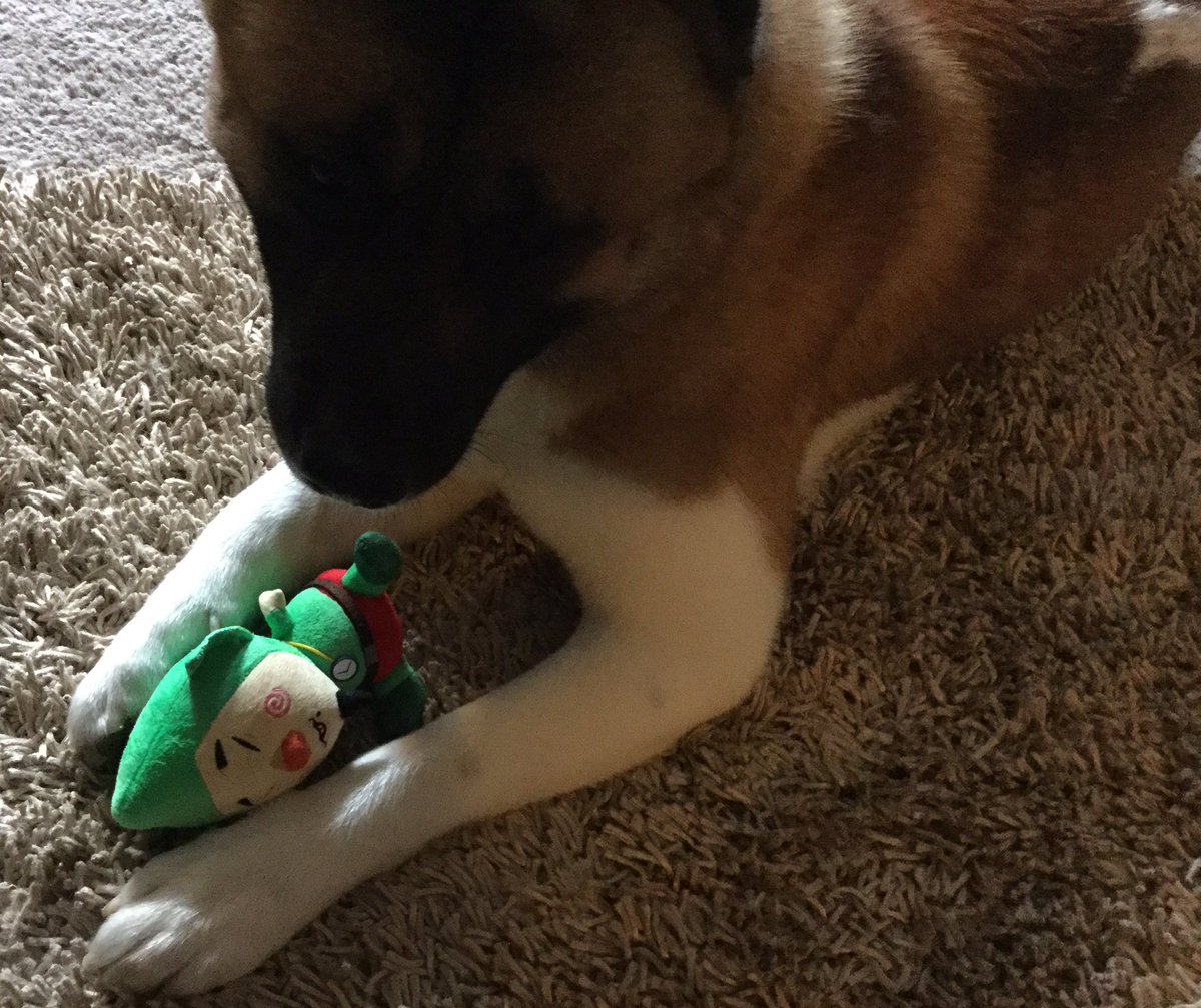 NolaAkita's tweet photo. Koji has a new buddy.  #kooloolimpah! https://t.co/l6GCJ6M3DU