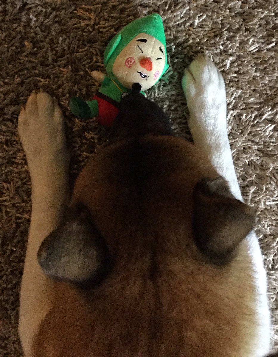 NolaAkita's tweet photo. Koji has a new buddy.  #kooloolimpah! https://t.co/l6GCJ6M3DU