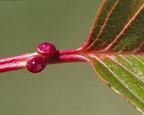 Extra Floral Nectaries on leaves, so useful for plant ID -- True purpose explained.
bygl.osu.edu/node/746