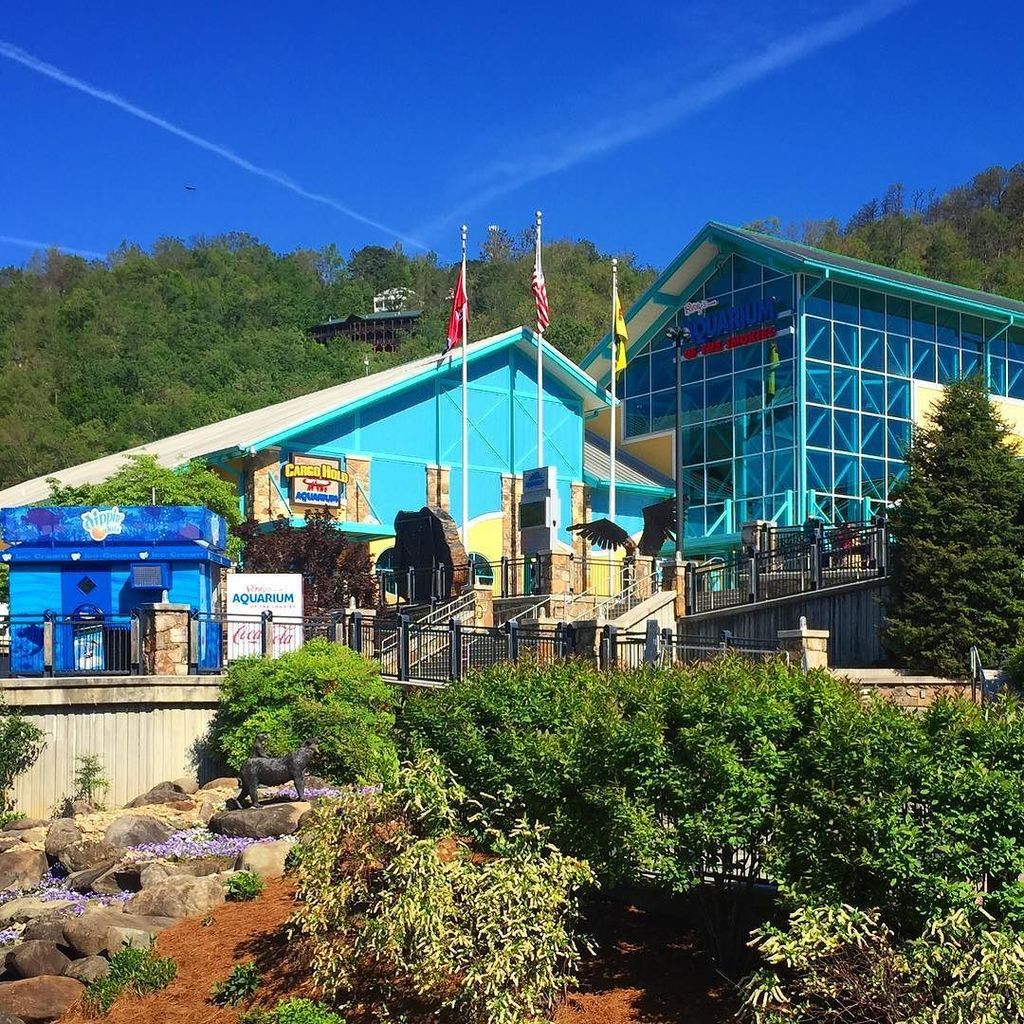 RipleysAquaGAT's tweet photo. It's a beautiful day here in Gatlinburg! Come spend the day with us! - Mark https://t.co/TDffV06YU8 https://t.co/8qsgQ9h87q