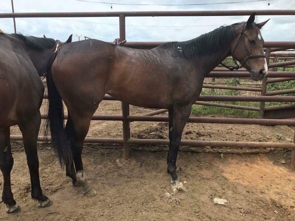 AlphaMare17's tweet photo. Thx for the interview, @ABC!! HiCaliber on the news for our amazing rescue of the #OTTB20

https://t.co/D7P6uOopFp https://t.co/rAAS5qSwNd