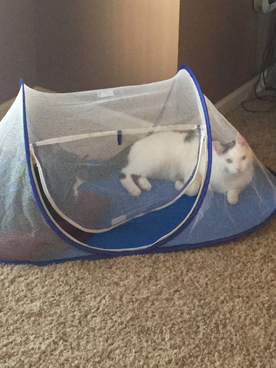 xPepper_The_Cat's tweet photo. We compromised and took half of the tent each. @Starbucks_Cat1 https://t.co/6rfPsQnY6c