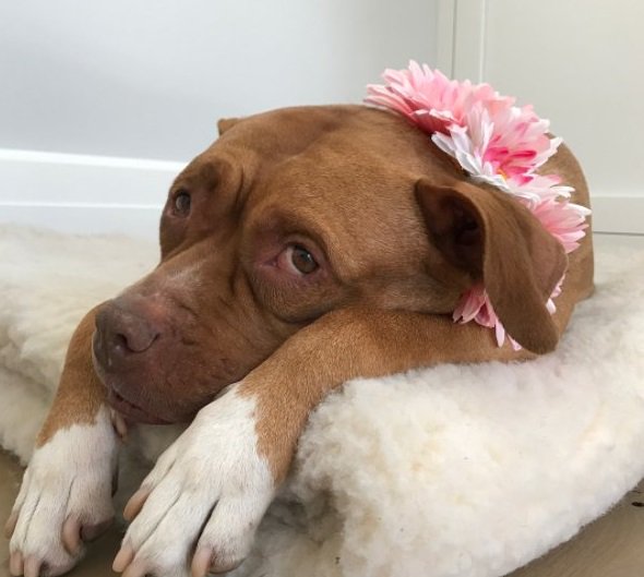 yesilisyan's tweet photo. 8 yıl bir bodrumda kapalı şekilde esir hayatı yaşayan köpek Lola,bir komşunun fark etmesi üzerine kurtarıldı. Artık güneşin tadını çıkarıyor https://t.co/t87k9vj4sF