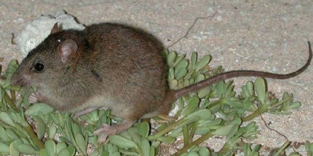FieldMuseum's tweet photo. The Bramble Cay melomys (Melomys rubicola) was a small rat w/ one of the most unusual distributions of all mammals: https://t.co/ZrWhL46fbn https://t.co/0tHdqiIkpb