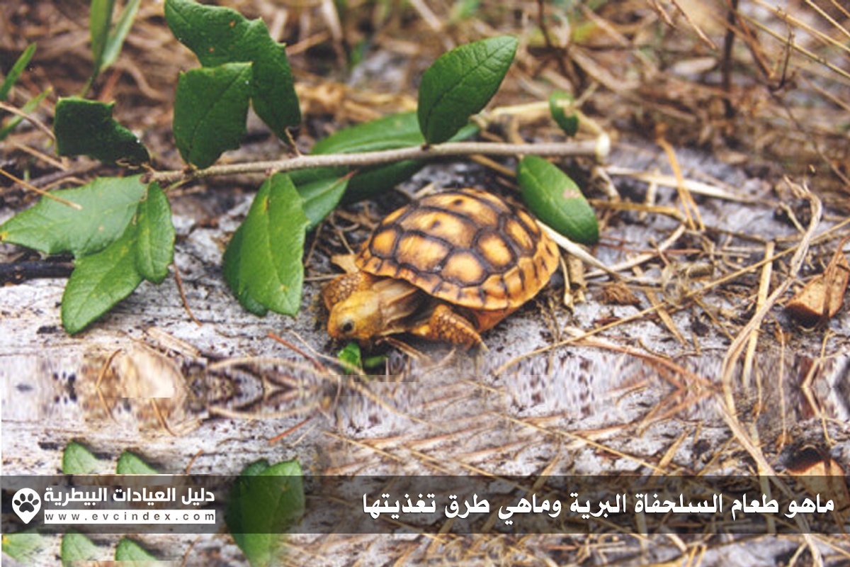 تربية #السلاحف_البرية تحتاج الاهتمام بتغذيتها. نوضح بشكل عام طعام #السلحفاة البرية : ow.ly/IS7830bLlNb