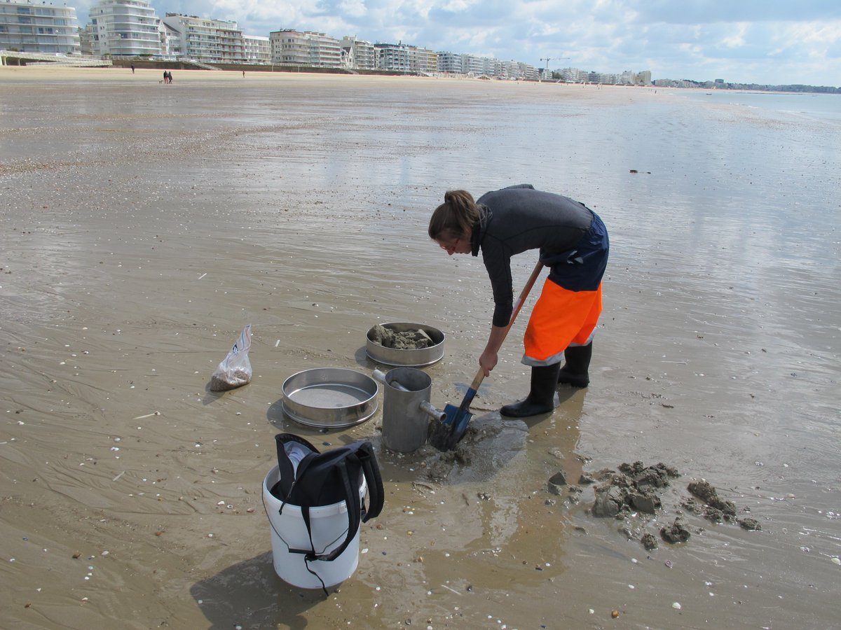 CREOCEAN_keran's tweet photo. Echantillonnage, par @CREOCEAN_keran de la macrofaune benthique sur la plage de la Baule pour la mise en place du système breveté #ecoplage® https://t.co/Xys3MDZQIT
