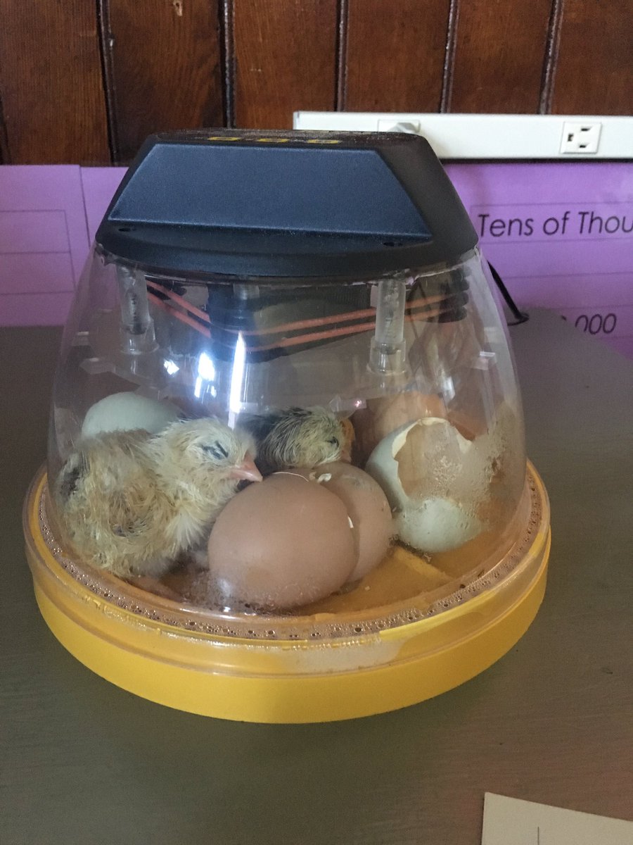 Kelly_Mascolo's tweet photo. Thanks to strong argument writing our students get to peep on some baby chicks hatching! #newaddtions #pbl @PeaksIslandES #piesrising https://t.co/xsoLonEOq6