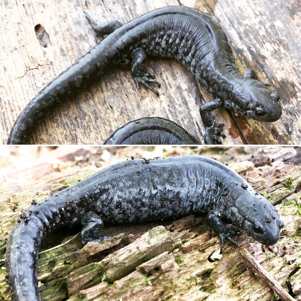 SaveSalamanders's tweet photo. I just got home from Pelee Island - the only place in Canada where the Endangered Small-mouthed Salamander (Ambystoma texanum) is be found. https://t.co/Rzprg1OV6E