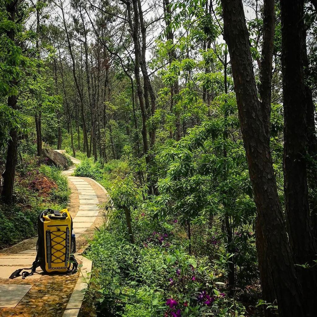 Rockagator's tweet photo. Wherever your path leads today be sure to notice the beauty along the way...
.
.
.
#rockagator #ruletheelements #h… https://t.co/8m1l4OJwNA https://t.co/KBpHzgADLa