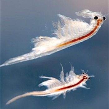 huge sea monkeys huge sea monkeys