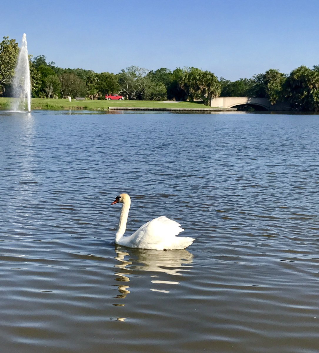 NOLA_Sphere's tweet photo. Mornin' NOLA!! #nolasphere #swanbeauty #springbliss #morningwalks #cityparknola https://t.co/RrTqywfRJH
