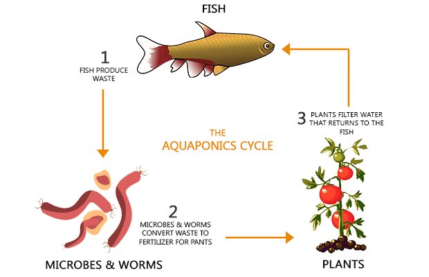 basil_grower's tweet image. 3 Basic Soilless growing methods for urban farming beginners

&amp;gt;&amp;gt; buff.ly/2i7ZWzg

#urbanfarming #hydroponics #localfood
