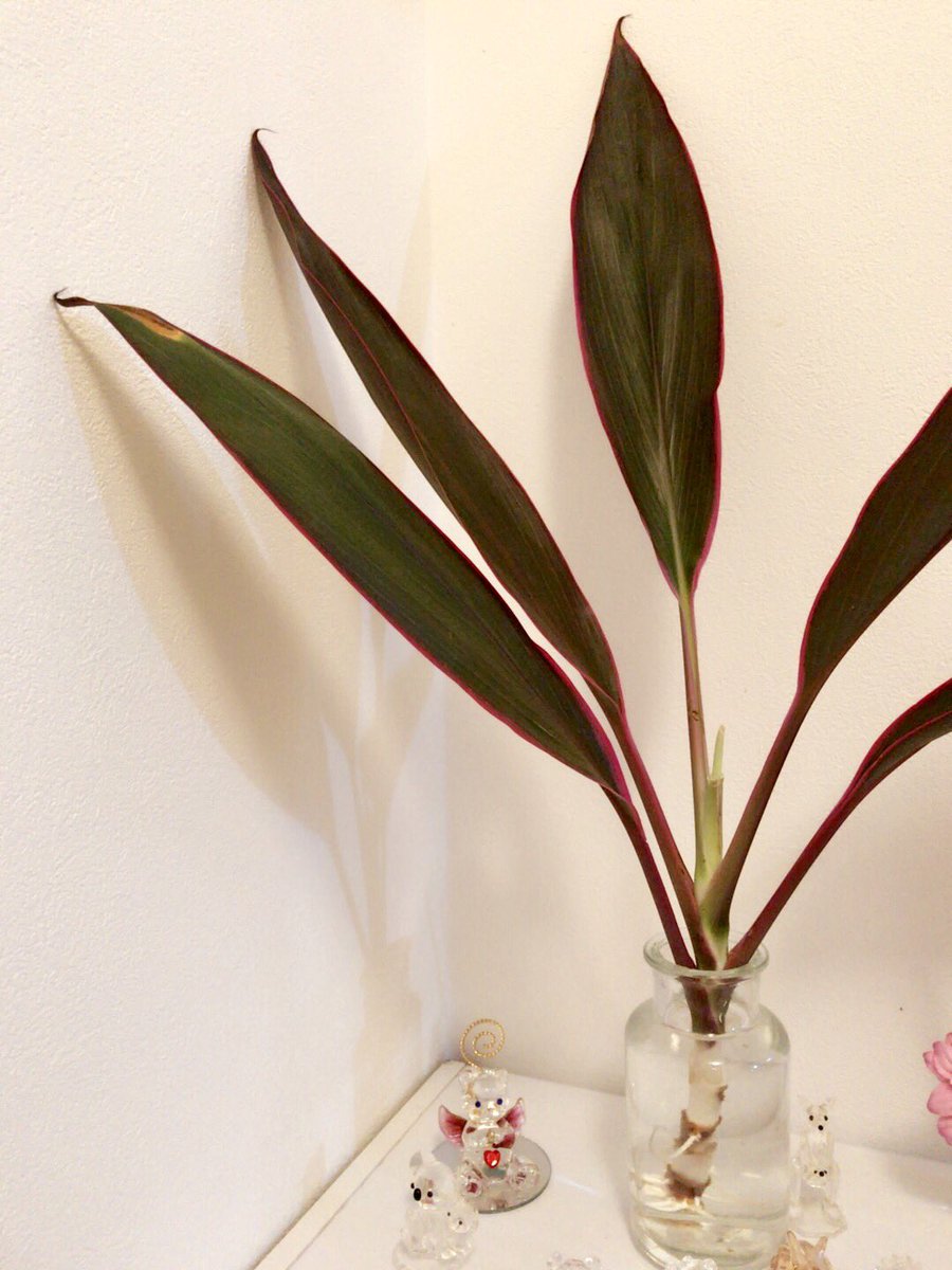 Twitter पर 川村ゆきえ 花束に入ってた葉っぱから根っこが出てきたから飾ってるの にょろ ん