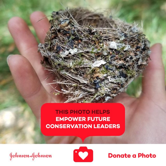 AnimalActivist_'s tweet photo. An Elepaio nest found on the ground (PSA do not take nests or feathers home with you) #donateaphoto #CareToRecycle https://t.co/L41dR5E6PE https://t.co/bqjWYINdzb