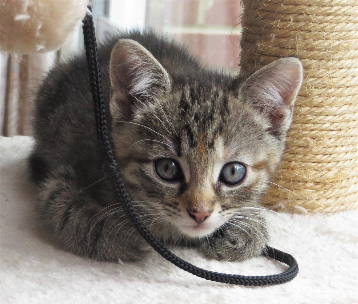 On this #luvlyladytuesday #tunatuesday #CatsOfTwitter We would like to introduce you to Lily. Lily is going to be Kiki's Sisfur. 🤞😻❤️