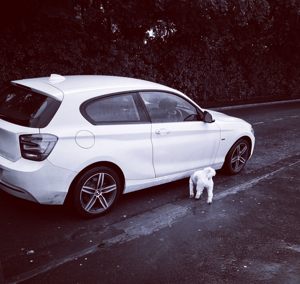 georgie_lloyd's tweet photo. @ruthwignall Olly πΆ refused to walk in the rain. That's him trying to hide under the car #divapup! Didn't want to mess up his hair πx https://t.co/TYJ2uUsf1C