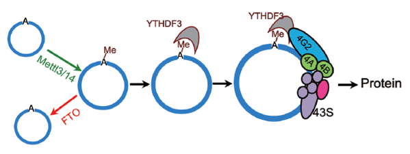 TriLinkBioTech's tweet photo. Curiously Circular RNA (circRNA) Gets Curiouser via @ZonJerry https://t.co/s36GEPg1F1 https://t.co/BFokZOJNq7
