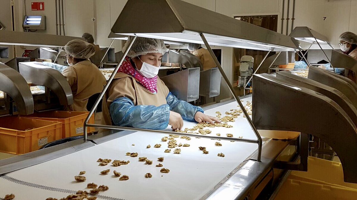 ABuvinic's tweet image. Chile segundo exportador de nueves del mundo, gran trabajo colaborativo privado público @Chilean_Walnut