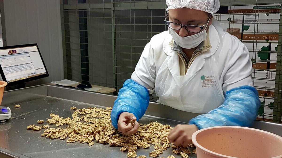 ABuvinic's tweet image. Chile segundo exportador de nueves del mundo, gran trabajo colaborativo privado público @Chilean_Walnut